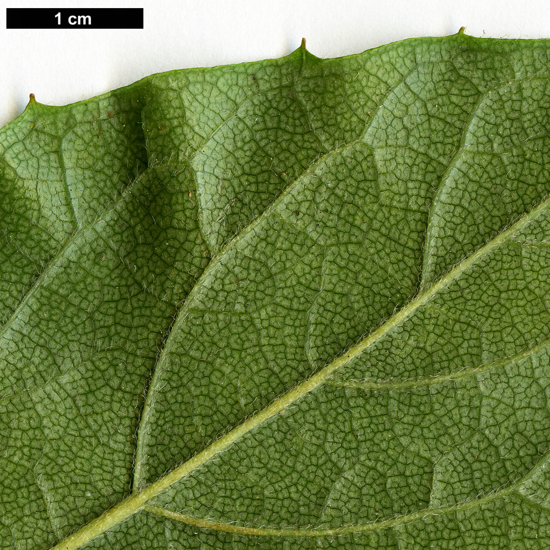 High resolution image: Family: Hydrangeaceae - Genus: Schizophragma - Taxon: hydrangeoides - SpeciesSub: f. quelpartensis